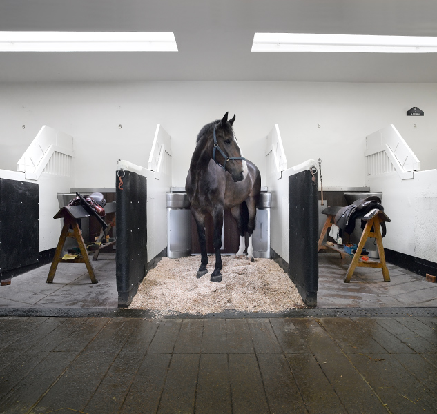 Police Horses,  Bow Road